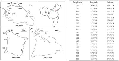 Response of phytoplankton composition to environmental stressors under humidification in three alpine lakes on the Qinghai-Tibet Plateau, China